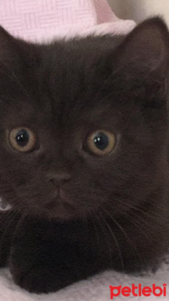 British Shorthair, Kedi  Kahve fotoğrafı