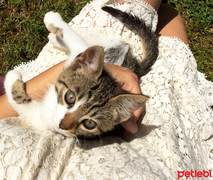 Tekir Kedi, Kedi  Minnoş fotoğrafı