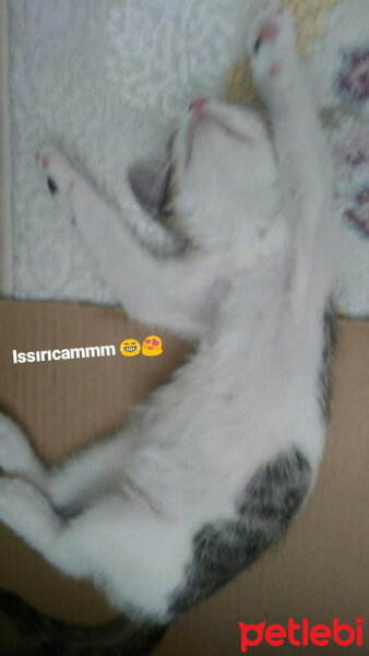 Tekir Kedi, Kedi  Kont fotoğrafı