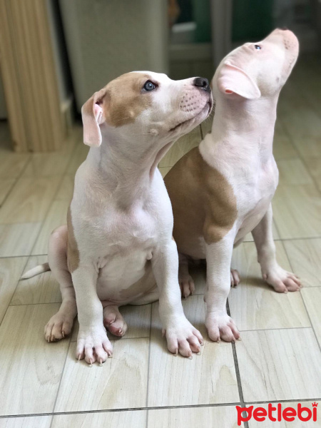 Amerikan Staffordshire Terrier, Köpek  Ogi fotoğrafı