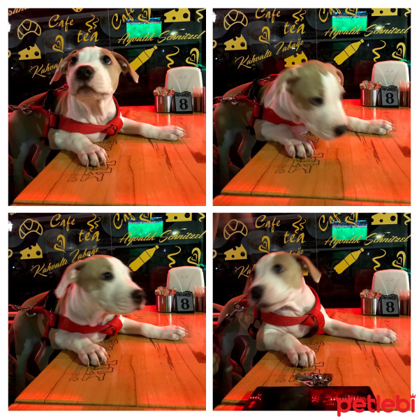 Amerikan Staffordshire Terrier, Köpek  Ogi fotoğrafı