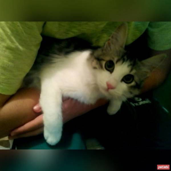 İran Kedisi (Persian), Kedi  MİA fotoğrafı