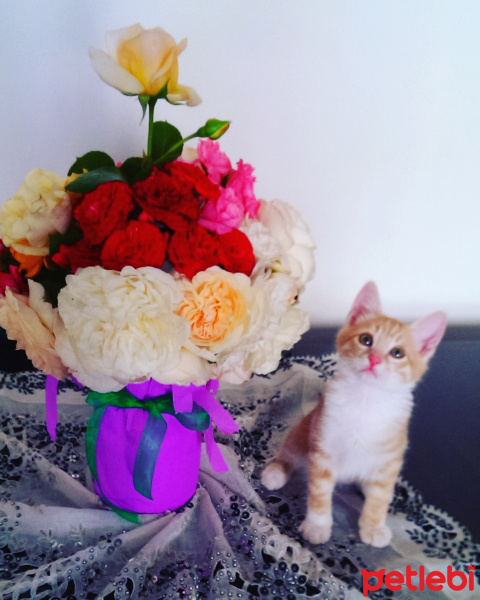 Sarman, Kedi  Minik Kuş fotoğrafı