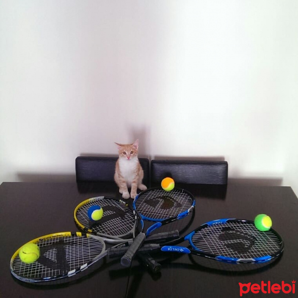 Sarman, Kedi  Minik Kuş fotoğrafı