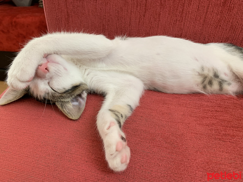 Tekir Kedi, Kedi  Zımpara fotoğrafı
