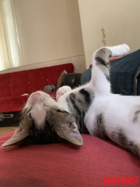 Tekir Kedi, Kedi  Zımpara fotoğrafı