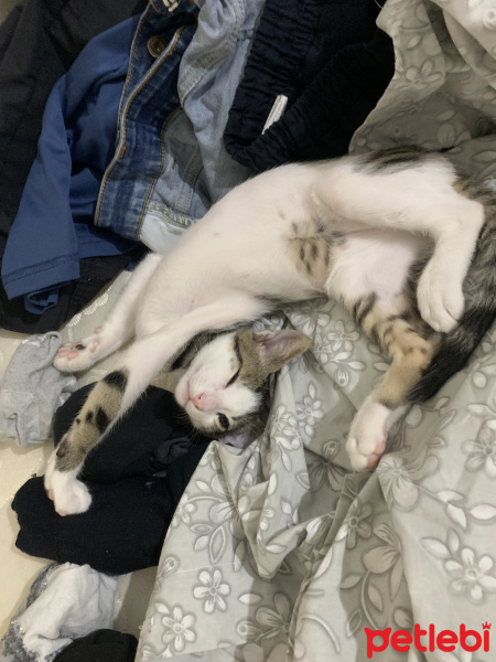 Tekir Kedi, Kedi  Zımpara fotoğrafı
