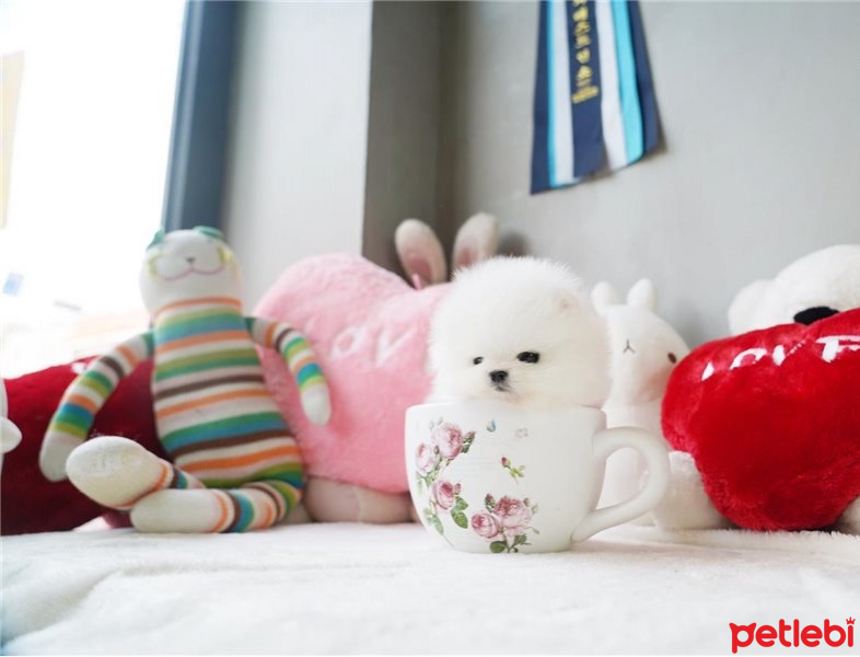 Pomeranyalı, Köpek  İki Harika T-Cup Pomeranian Kukla fotoğrafı