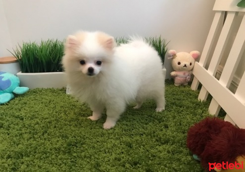 Pomeranyalı, Köpek  İki Harika T-Cup Pomeranian Kukla fotoğrafı