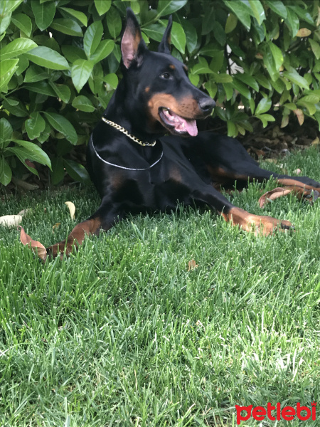 Doberman Pinscher, Köpek  Rolex fotoğrafı