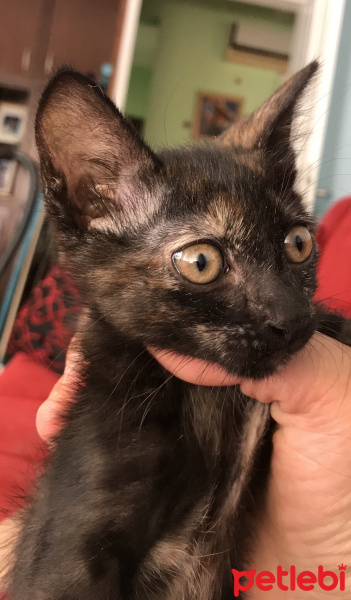 Tekir Kedi, Kedi  Liya fotoğrafı