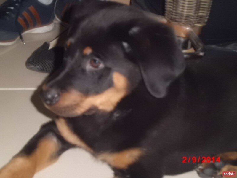 Rottweiler, Köpek  asena fotoğrafı