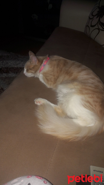 Tekir Kedi, Kedi  Yumak fotoğrafı