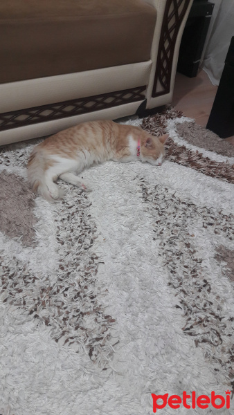 Tekir Kedi, Kedi  Yumak fotoğrafı