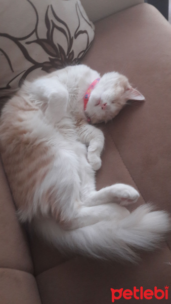 Tekir Kedi, Kedi  Yumak fotoğrafı