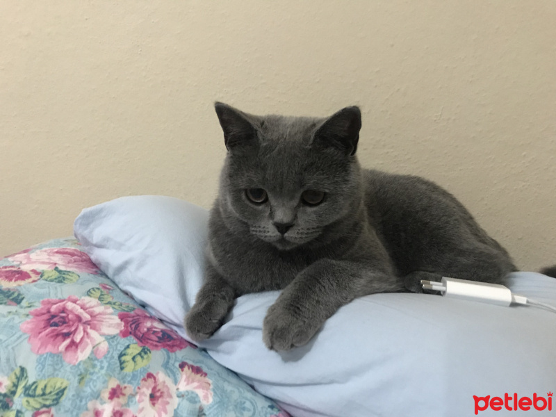 British Shorthair, Kedi  Macun fotoğrafı