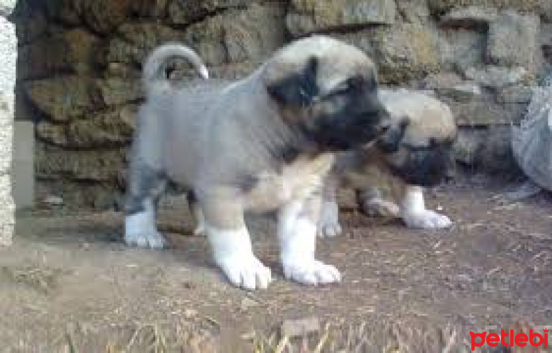 Alman Çoban Köpeği, Köpek  kömür ve zeus fotoğrafı