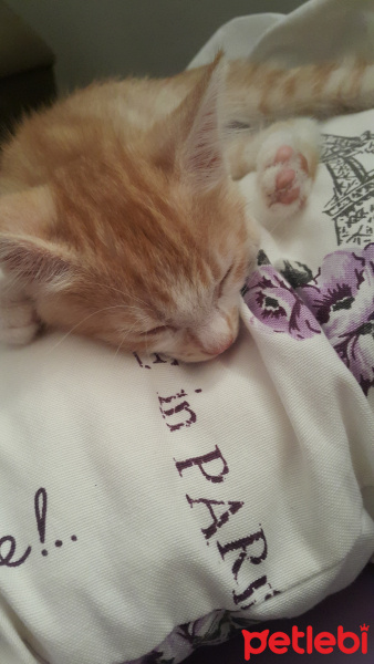 Tekir Kedi, Kedi  Thor fotoğrafı