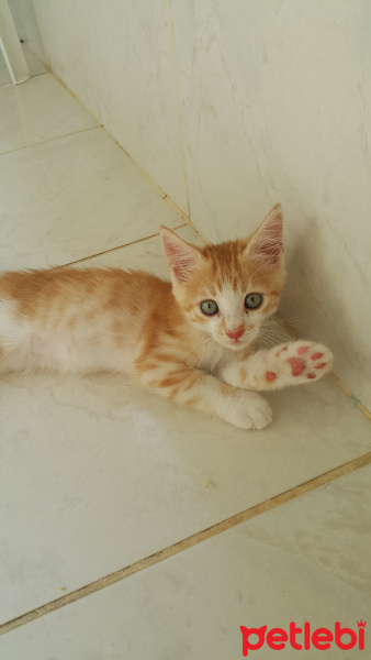 Tekir Kedi, Kedi  Thor fotoğrafı