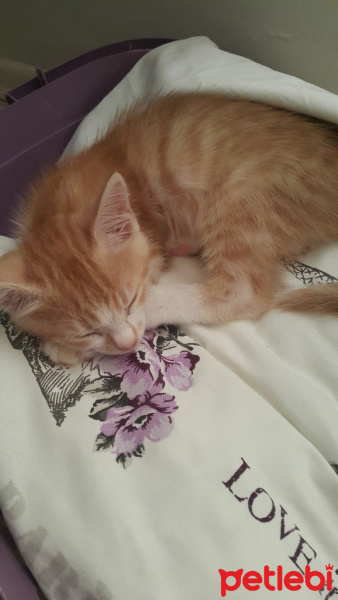 Tekir Kedi, Kedi  Thor fotoğrafı