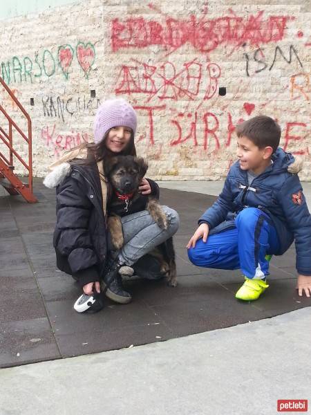 Alman Çoban Köpeği, Köpek  şila fotoğrafı