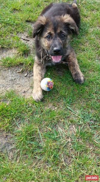 Alman Çoban Köpeği, Köpek  şila fotoğrafı