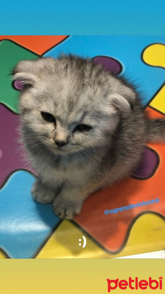 Tekir Kedi, Kedi  Kedi sahiplenmek istiyorum fotoğrafı