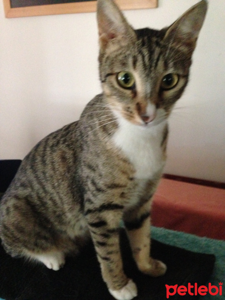 Tekir Kedi, Kedi  Timka fotoğrafı