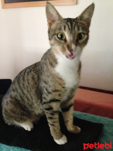 Tekir Kedi, Kedi  Timka fotoğrafı