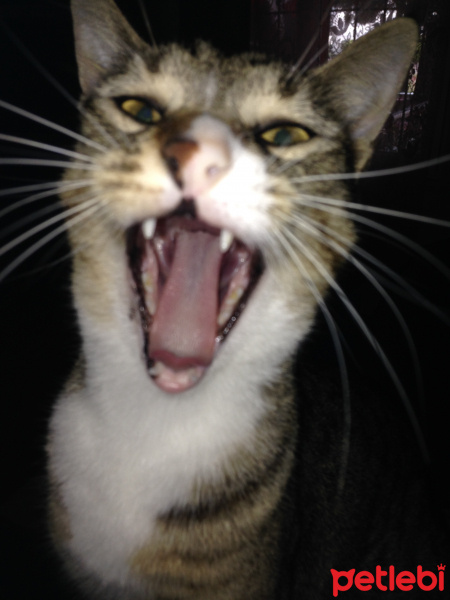 Tekir Kedi, Kedi  Timka fotoğrafı