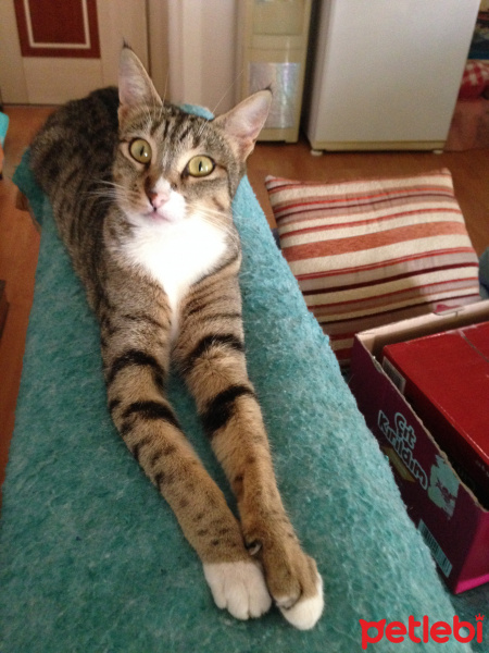 Tekir Kedi, Kedi  Timka fotoğrafı