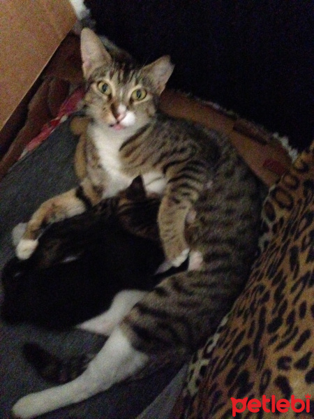 Tekir Kedi, Kedi  Timka fotoğrafı
