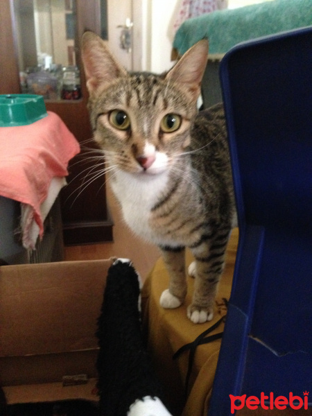 Tekir Kedi, Kedi  Timka fotoğrafı