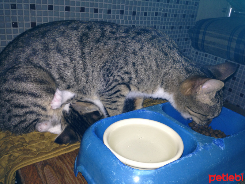 Tekir Kedi, Kedi  Timka fotoğrafı