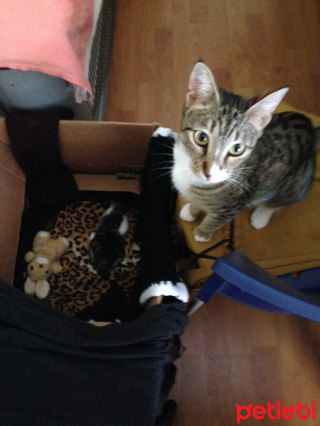 Tekir Kedi, Kedi  Timka fotoğrafı