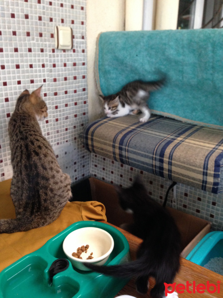 Tekir Kedi, Kedi  Timka fotoğrafı
