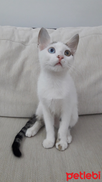 Van Kedisi, Kedi  ponçik fotoğrafı