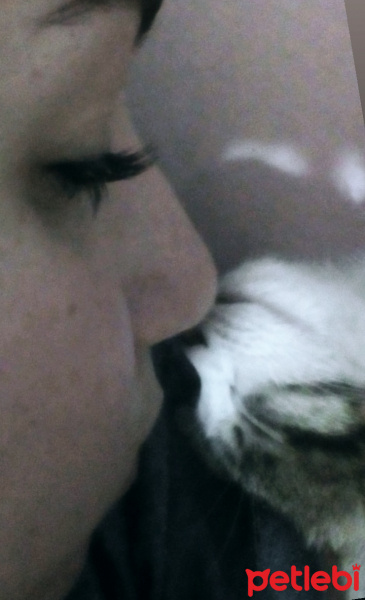 Tekir Kedi, Kedi  GÖLGE fotoğrafı