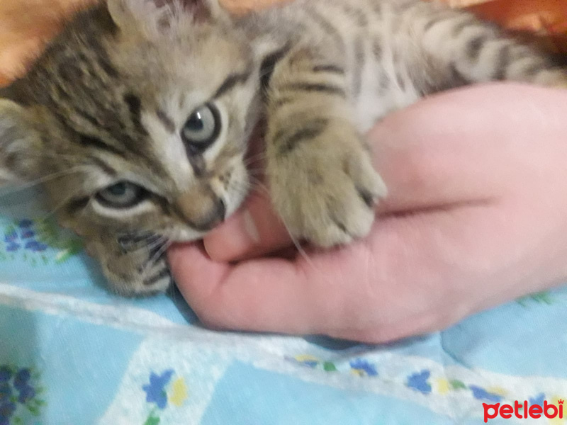 Tekir Kedi, Kedi  Majestic fotoğrafı