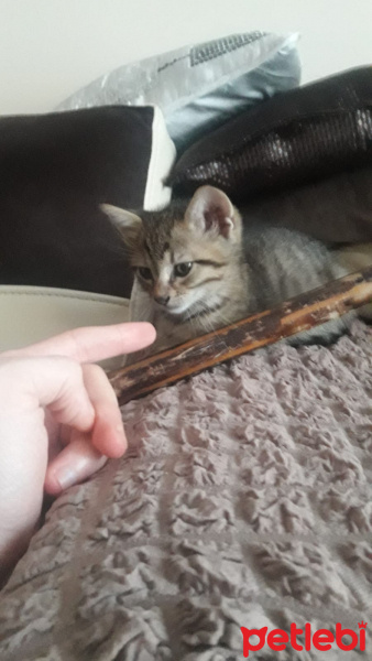 Tekir Kedi, Kedi  Majestic fotoğrafı