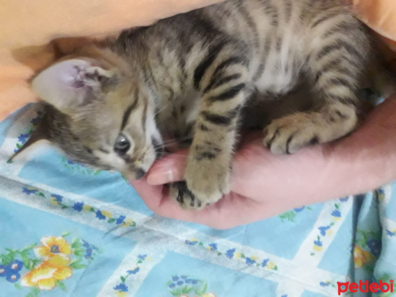 Tekir Kedi, Kedi  Majestic fotoğrafı