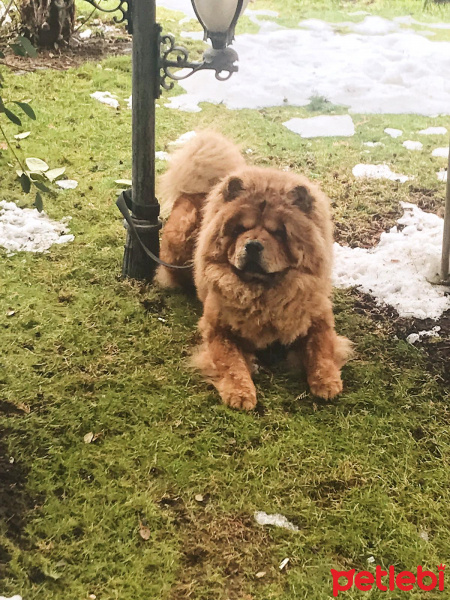 Chow Chow (çin Aslanı), Köpek  kral fotoğrafı