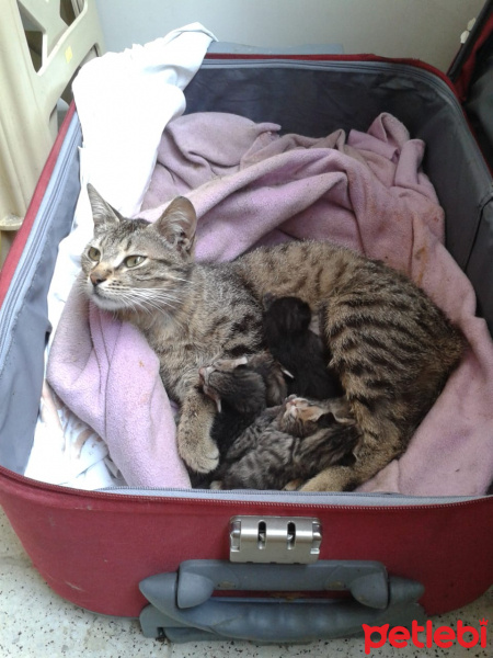 Tekir Kedi, Kedi  Duman ve ailesi fotoğrafı