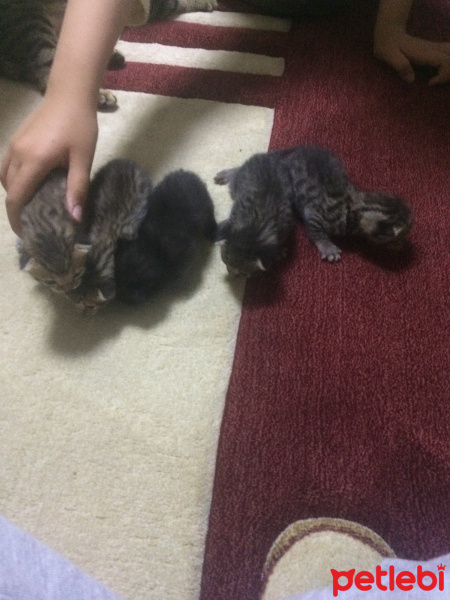 Tekir Kedi, Kedi  Duman ve ailesi fotoğrafı