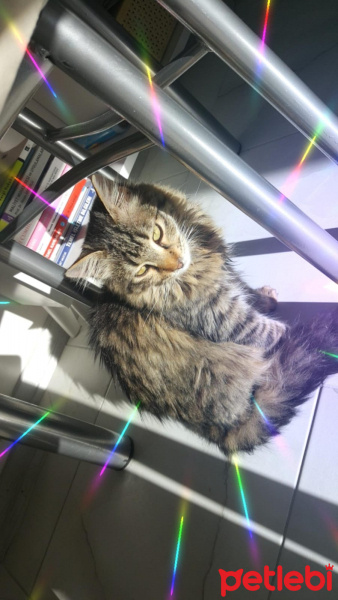 Norwegian Forest, Kedi  Mutlumun fotoğrafı