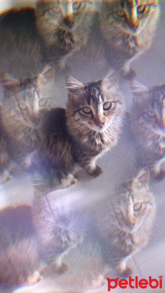Norwegian Forest, Kedi  Mutlumun fotoğrafı