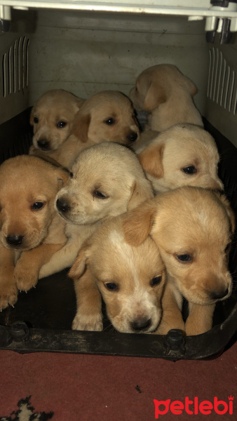 Golden Retriever, Köpek  Adı yok fotoğrafı