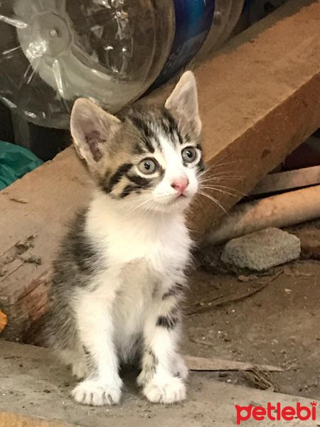 Tekir Kedi, Kedi  casper fotoğrafı