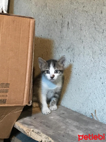 Tekir Kedi, Kedi  casper fotoğrafı