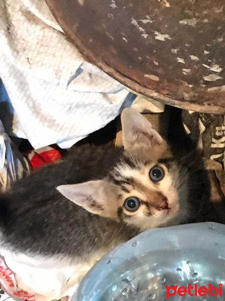 Tekir Kedi, Kedi  casper fotoğrafı